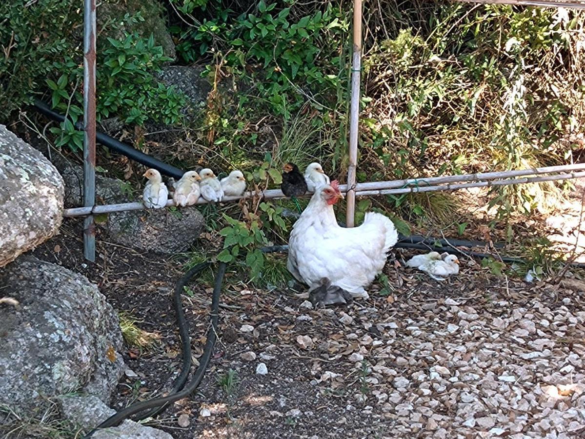 La Cera Farm Camping B&B Santa Teresa Gallura Buitenkant foto