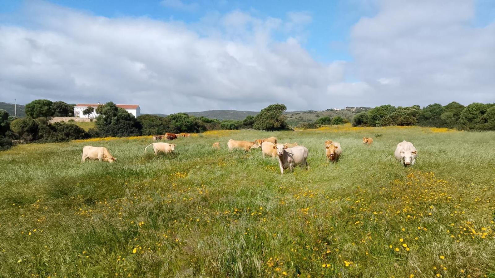 La Cera Farm Camping B&B Santa Teresa Gallura Buitenkant foto
